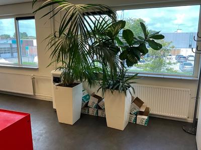 Imagen general de plant in pot (2x)