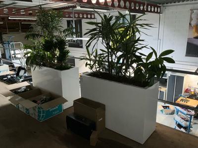 Imagen general de plant in pot (2x)