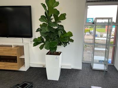 Overzichtsfoto van plantenbak (3x)