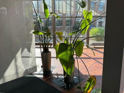 Översiktsbild av Plant in pot (2x)